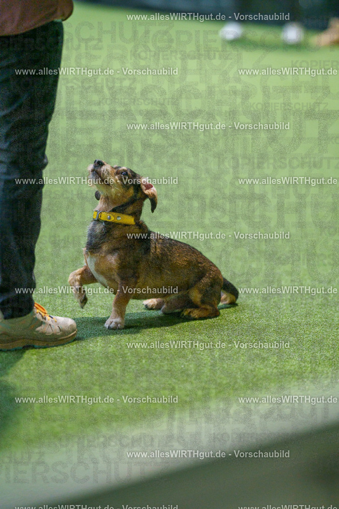 7R505891 | Professionelle Tierfotografie in Mönchengladbach von Daniel Wirth (allesWIRTHgut). Liebevolle & natürliche Bilder von Hunden & Katzen für unvergessliche Erinnerungen.