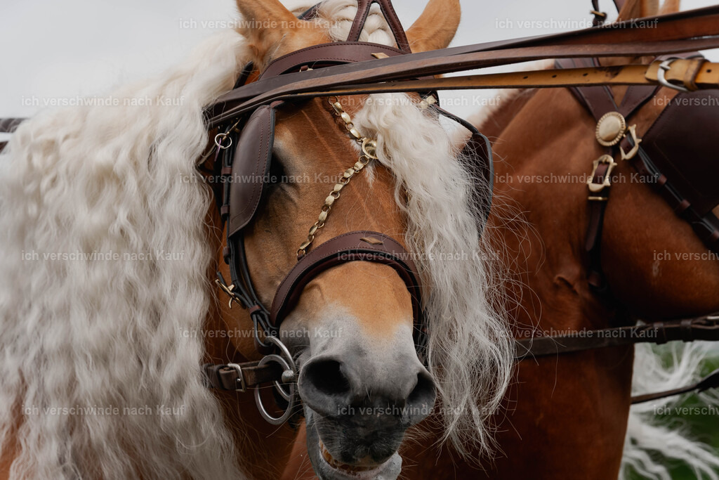 Showprogramm-155 | working equitationturnier fotograf videograf stoibphotography marixx film working equitation deutschland reitsport turnierfotografie eventfotografie equestrian events