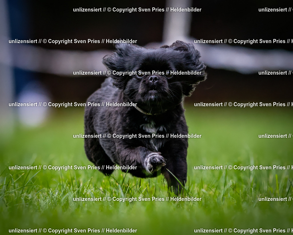 Sven Pries | 2024-10-19 - Hunderennen Ober-Grombach - Realisiert mit Pictrs.com