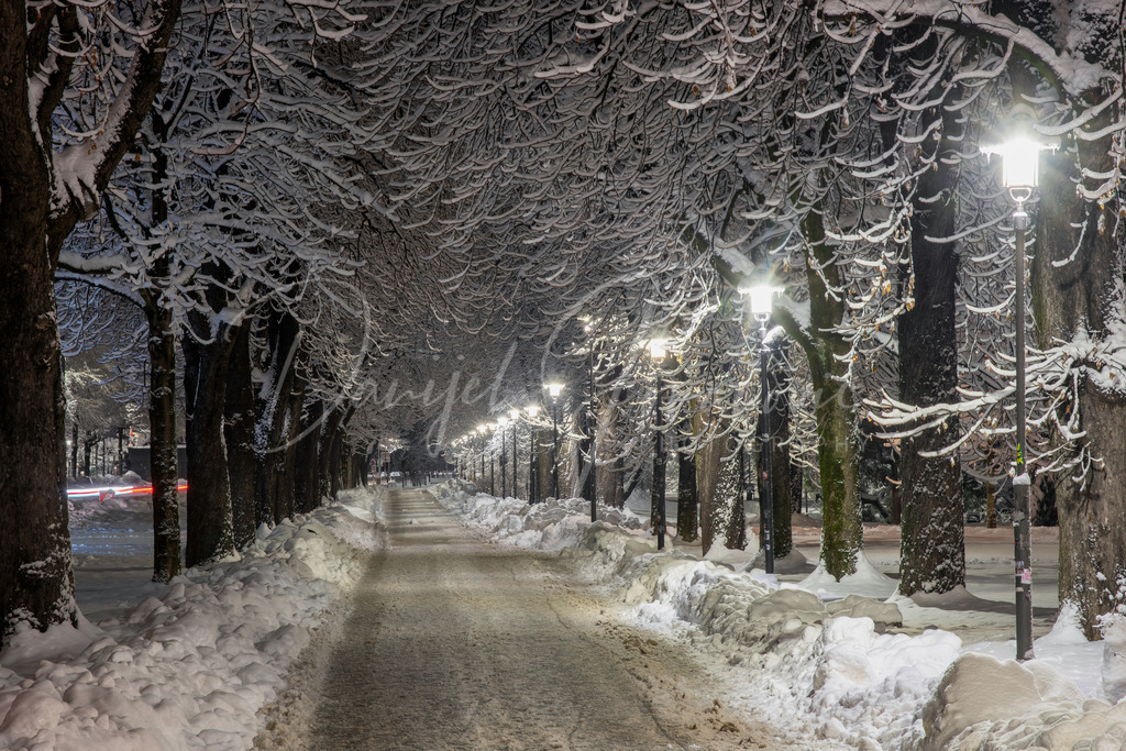 Hofgarten | Tief verschneite Allee beim Hofgarten