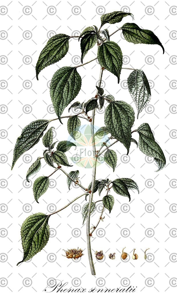 HistAbb_wfo-0001102365_1_ENZY_Simple | Historische Abbildung von Phenax sonneratii - Urticaceae | Historical Illustration of Phenax sonneratii - Urticaceae