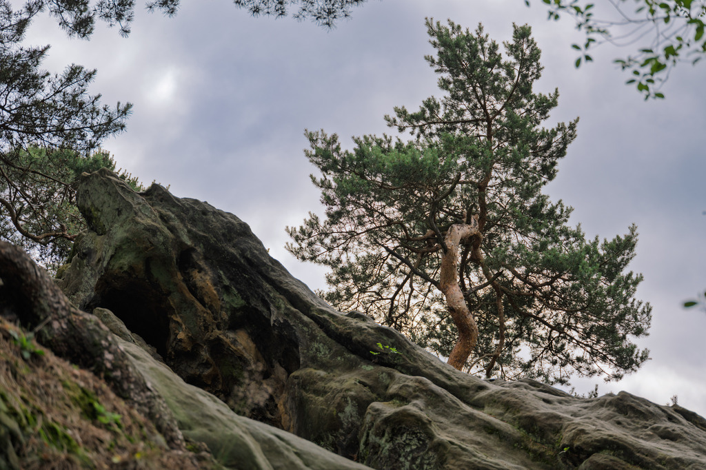Baumwurzeln | pressefoto-homann - Realisiert mit Pictrs.com