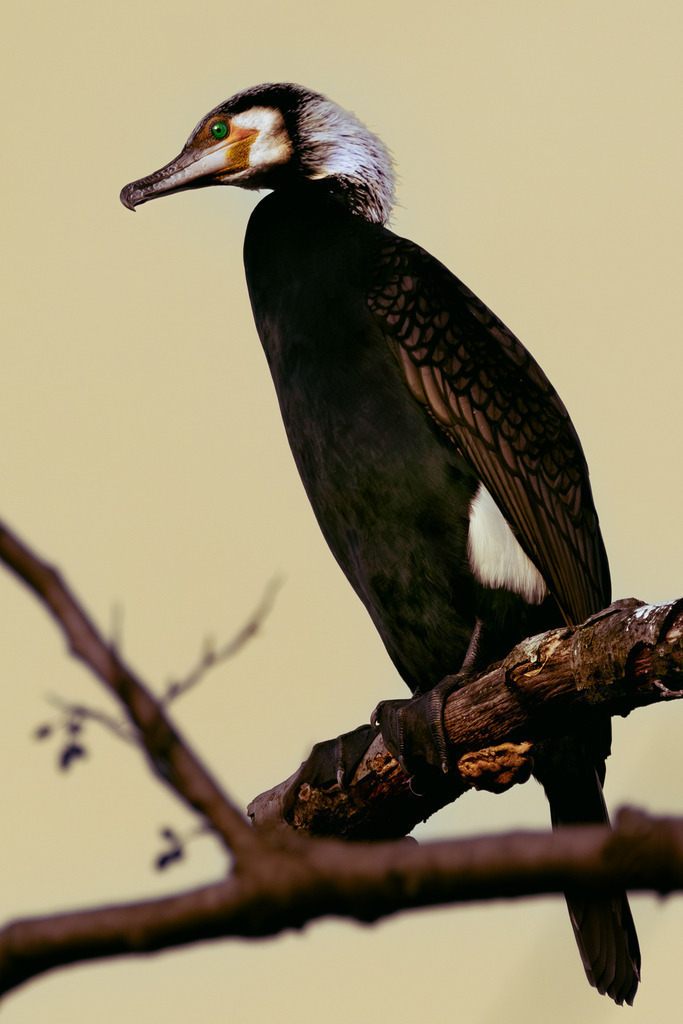 Der Kormoran | Ich bin ein Fotograf aus Berlin und fotografiere aus Spaß an der Freude :) Meinen Motiven setze ich keine thematischen Grenzen. Somit bin ich beispielsweise in der Tierfotografie, Landschaftsfotografie, Sportfotografie sowie Streetphotography anzutreffen.