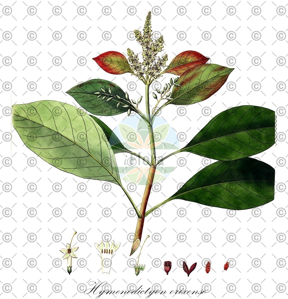 HistAbb_wfo-0001214314_1_ENZY_Simple | Historische Abbildung von Hymenodictyon orixense - Rubiaceae | Historical Illustration of Hymenodictyon orixense - Rubiaceae