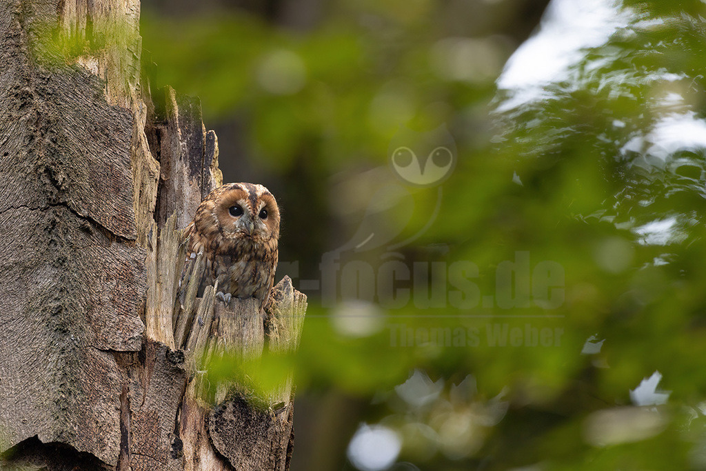 R5NF0775_20240913 | Der Waldkauz ist eine mittelgroße Eulenart mit einer Verbreitung von Europa bis nach Westsibirien und in den Iran. Er kommt außerdem in Südostasien vor. In Mitteleuropa ist der Waldkauz gemeinsam mit der Waldohreule die häufigste Eule.  - Realisiert mit Pictrs.com