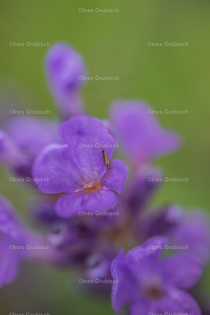 Nahaufnahme von Lavendel | Lila Lubbenbomm - Artwork by Ines Grubisch - Realisiert mit Pictrs.com