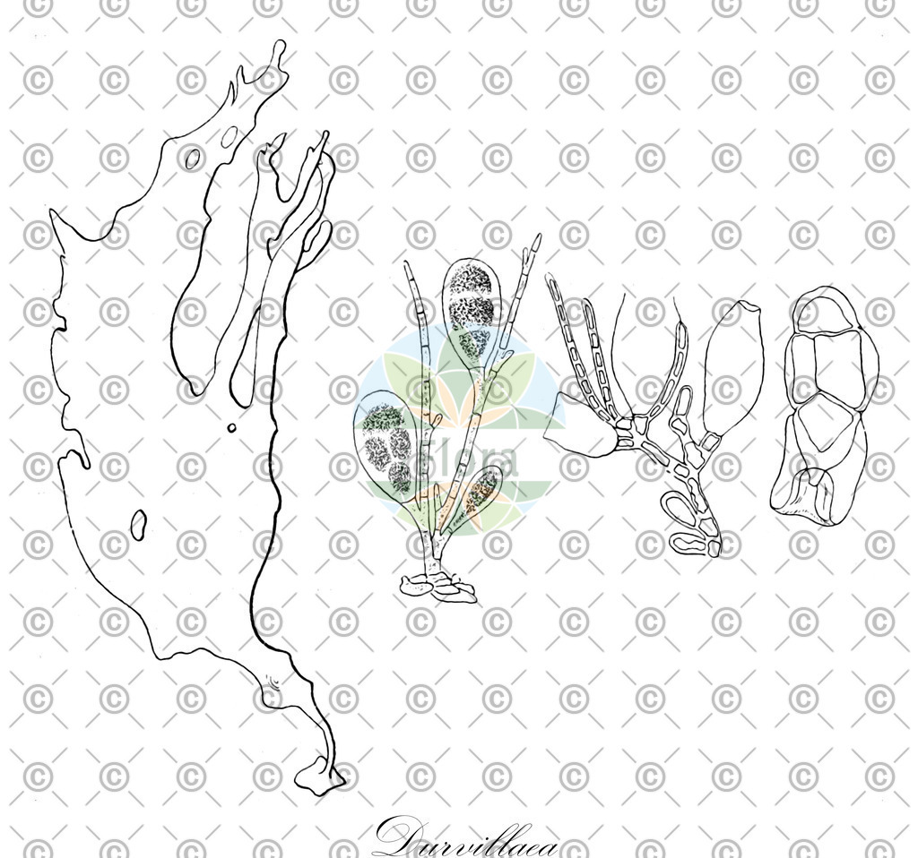 HistAbb_wfo-0001165377_1_ENZY_Simple | Historische Abbildung von Durvillaea - Durvillaeaceae (0) | Historical Illustration of Durvillaea - Durvillaeaceae (0)