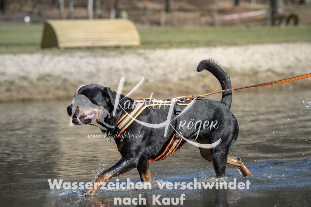 1331_ZZ96802 | kk-dogfotos