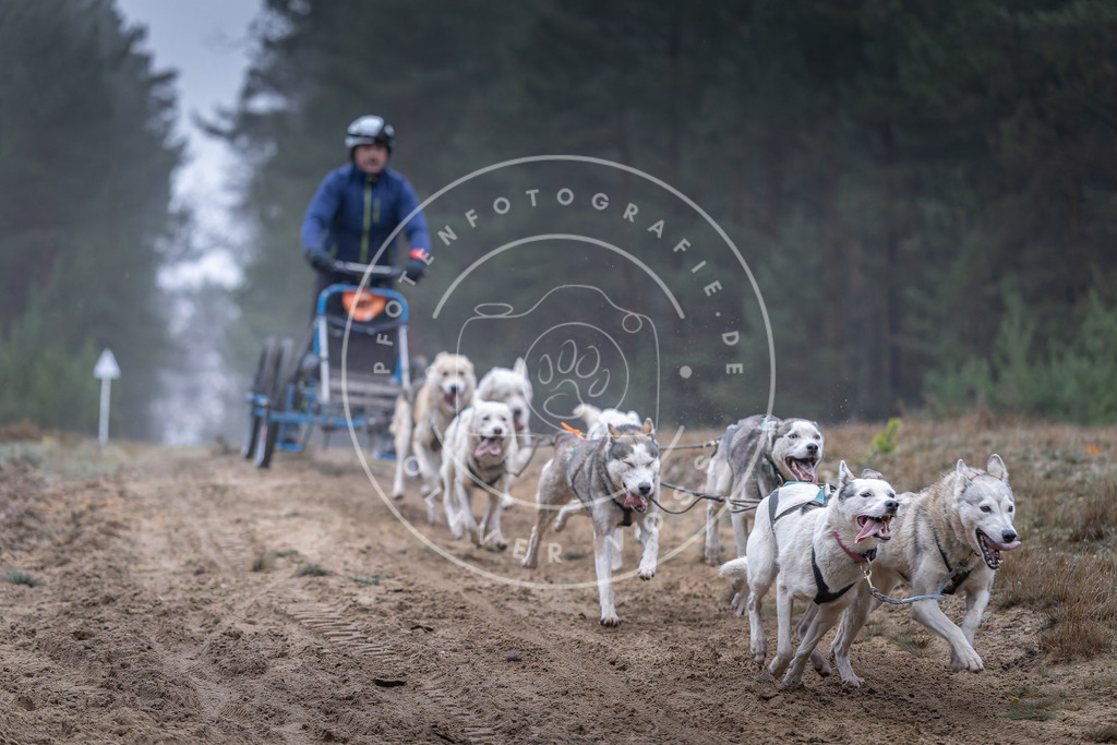 Pfotenfotografie_DV3A0221 | Hundefotografie, Tierfotograf, Pfotenfotografie, Fotoshooting Hund, Hunde Portrait, Hundesport, Hundeportraits, Heideshooting, Hunde, Sportfotograf, Hundefotograf, Turnierhundsport, THS,  - Realisiert mit Pictrs.com