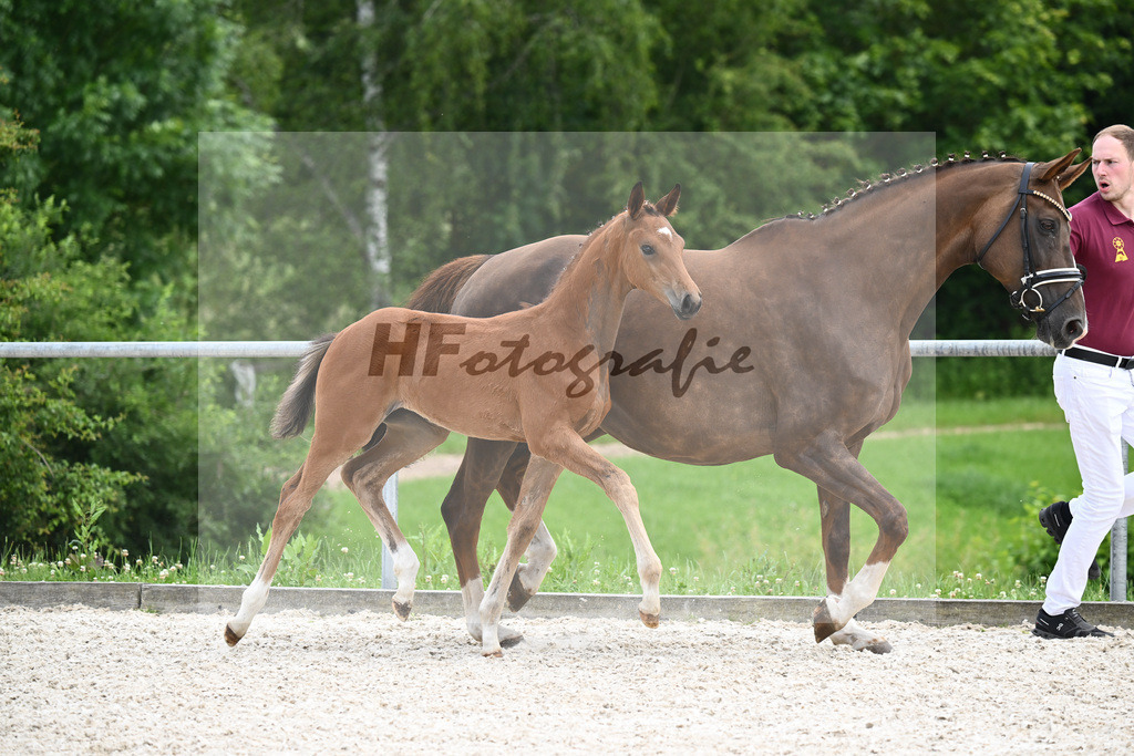 Sir Gribaldi x Florencio I_SF_Gestuet Greim_20240814 | hf-fotografie - Realizzato con Pictrs.com