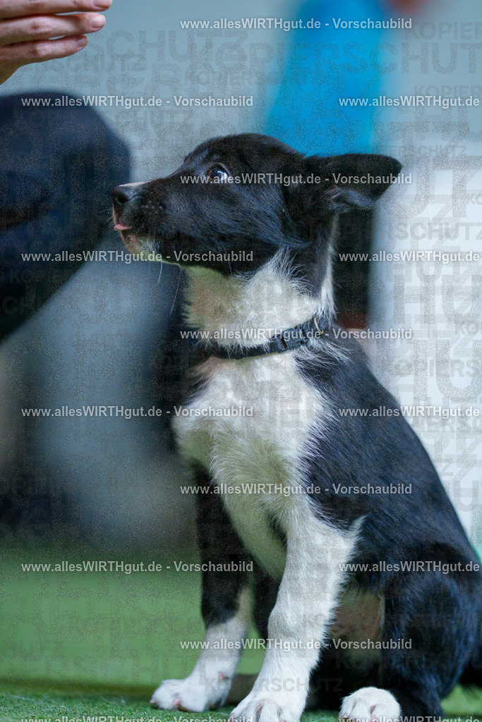 @allesWIRTHgut_Tierfotografie - www.allesWIRTHgut.de - 2604251311-7R503641 | Professionelle Tierfotografie in Mönchengladbach von Daniel Wirth (allesWIRTHgut). Liebevolle & natürliche Bilder von Hunden & Katzen für unvergessliche Erinnerungen.