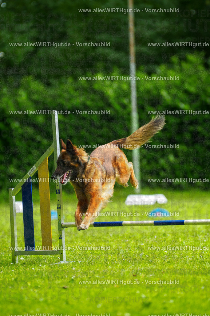 @allesWIRTHgut_Tierfotografie - www.allesWIRTHgut.de - 101856-7R508335 | Professionelle Tierfotografie in Mönchengladbach von Daniel Wirth (allesWIRTHgut). Liebevolle & natürliche Bilder von Hunden & Katzen für unvergessliche Erinnerungen.