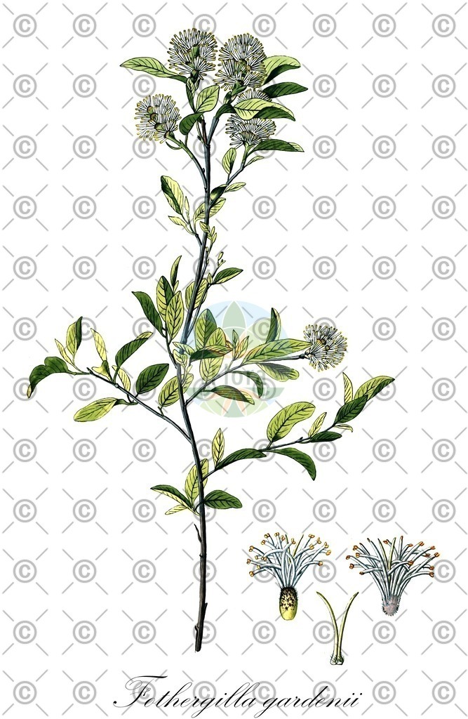 HistAbb_EMP_30633_SRC_Schlechtendal_FLORAD_SIMPLE | Historische Abbildung von Fothergilla gardenii - Hamamelidaceae | Historical Illustration of Fothergilla gardenii - Hamamelidaceae