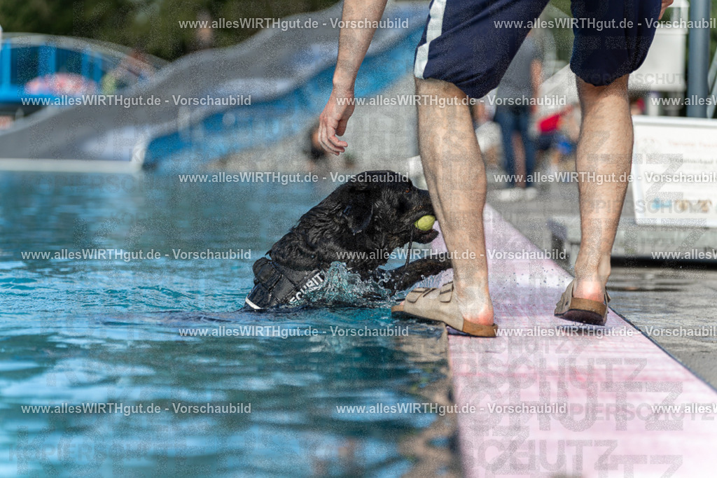 Hundeschwimmen_Volksbad_2026-allesWIRTHgut_Tierfotografie-2609061501-7R501292 | Professionelle Tierfotografie in Mönchengladbach von Daniel Wirth (allesWIRTHgut). Liebevolle & natürliche Bilder von Hunden & Katzen für unvergessliche Erinnerungen.