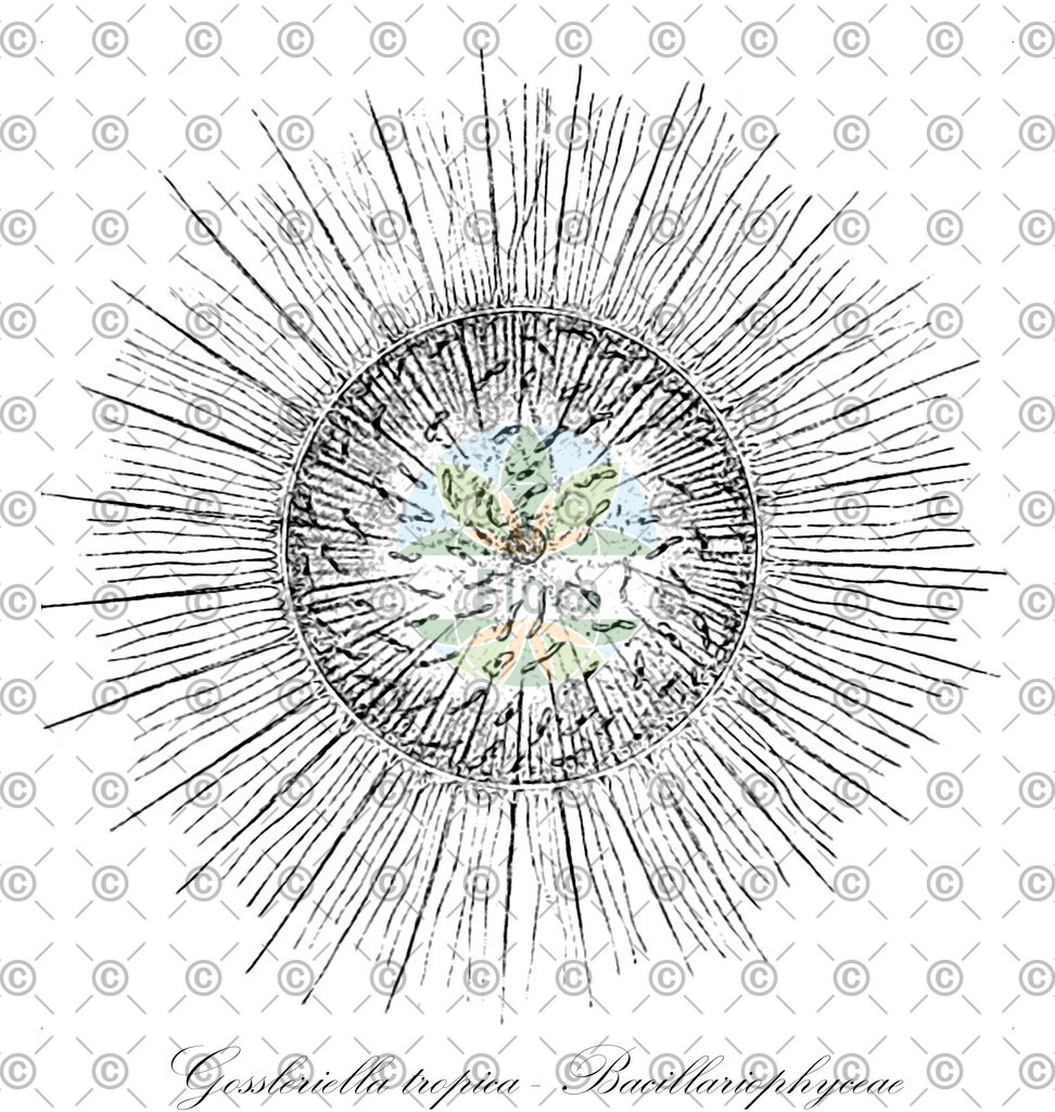 HistAbb_wfo-0000707926_1_ENZY_Simple | Historische Abbildung von Gossleriella tropica - Bacillariophyceae - | Historical Illustration of Gossleriella tropica - Bacillariophyceae - 