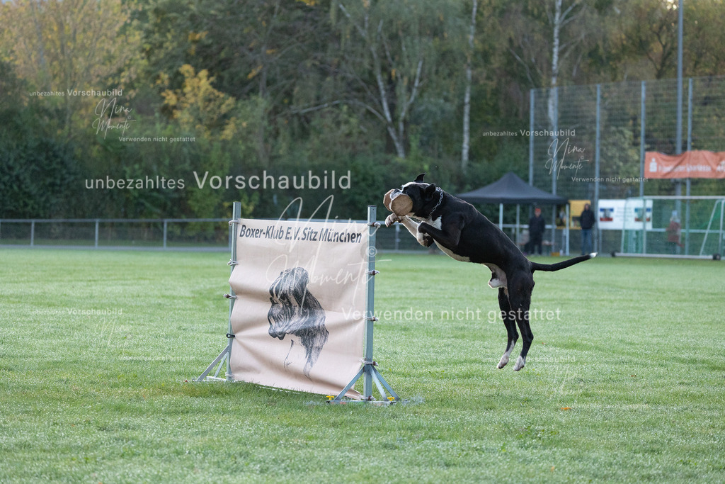 _16A5744 | Einzigartige Fotos von Hunden & Menschen –Actionfotos, Portraits, Vereinsaufnahmen & Paarshootings – authentisch, lebendig & mit Herz.