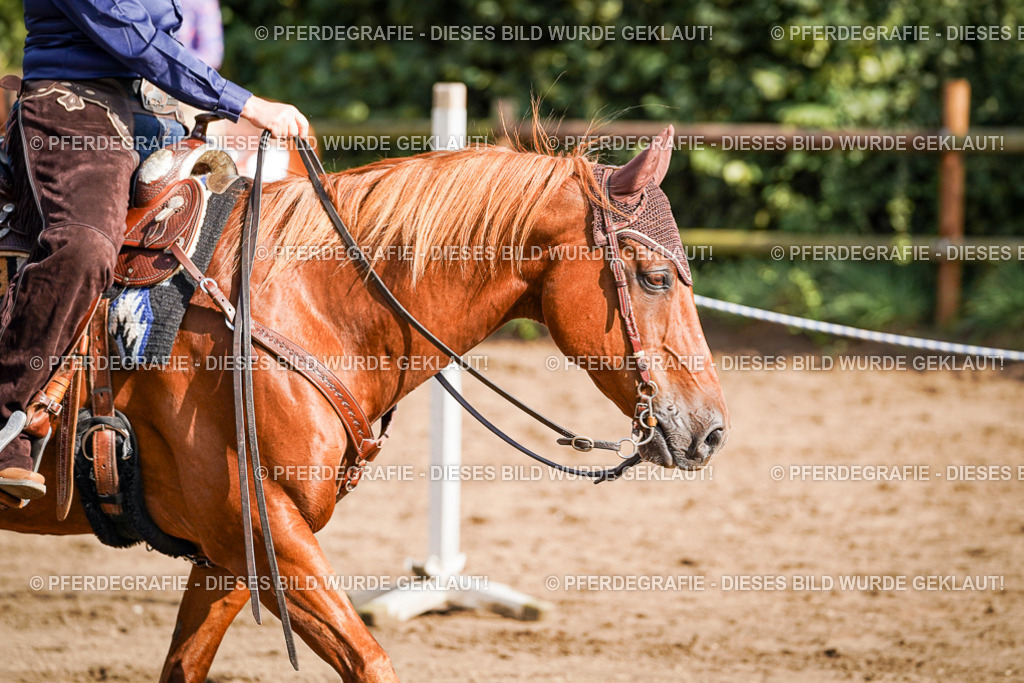 DSC00351 | Pferdegrafie