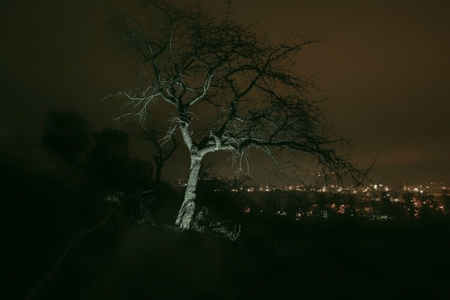 Baum im Mondlicht | Baum bei Nacht