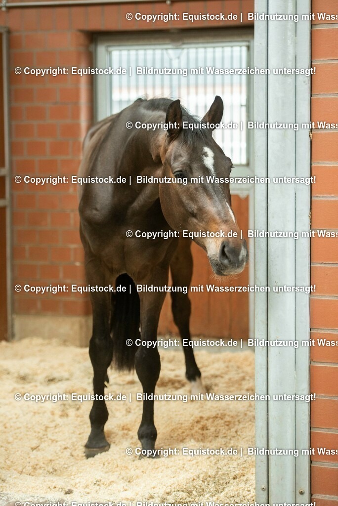 20190409_Einstreu_in_Pferdebox_0021 | Foto: Thomas Hartig