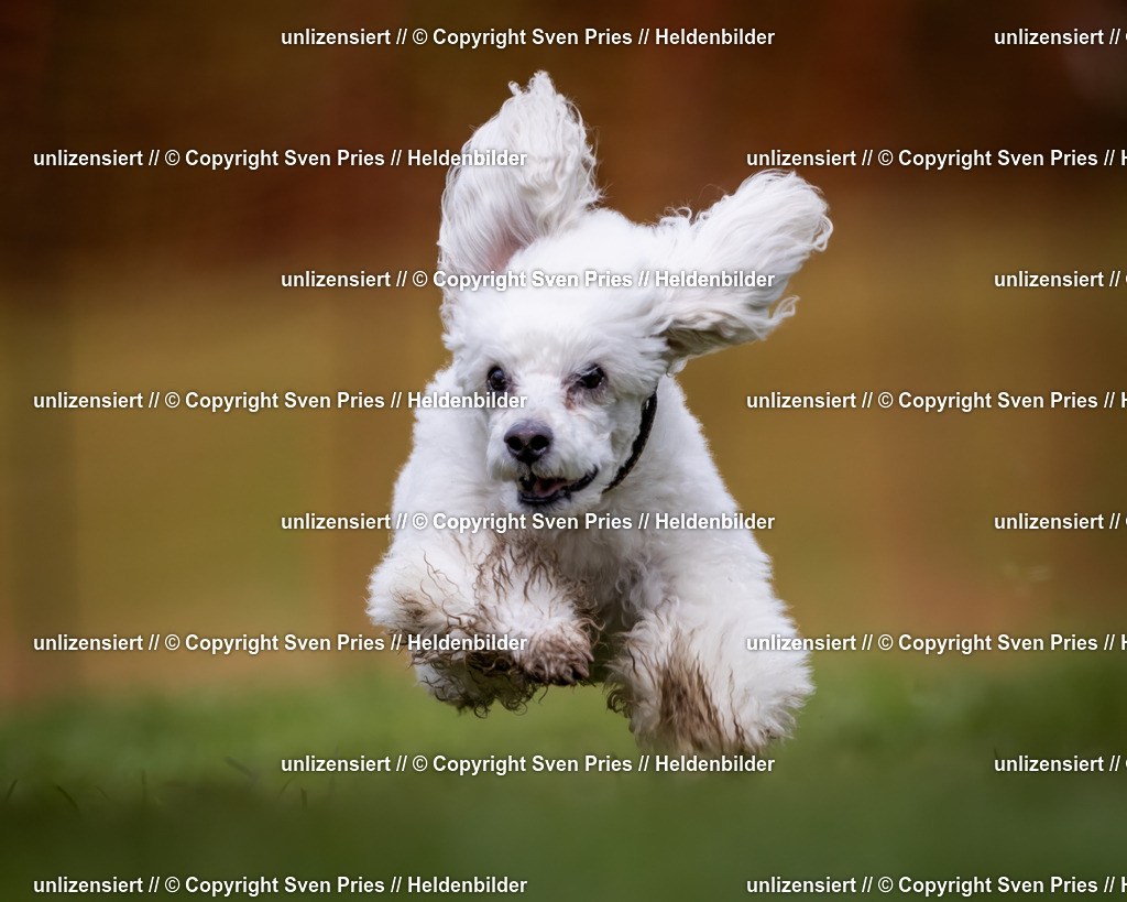 Sven Pries | 2024-04-21 - Hunderennen Baden-Oos
Foto: Sven Pries - Realisiert mit Pictrs.com