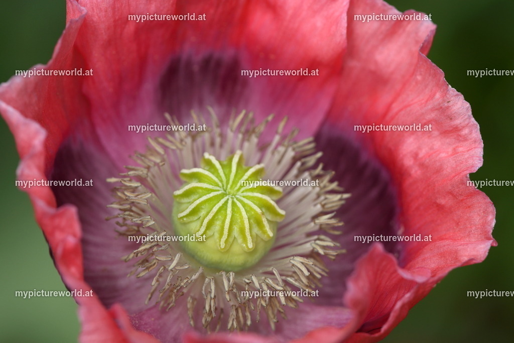 Schlafmohn-002 | Das Bilderarchiv über Tiere, Planzen und Landschaften. In der Bilddatenbank finden Sie ein große Auswahl an hochwertigen Bilder für Ihre Werbung - Realized with Pictrs.com