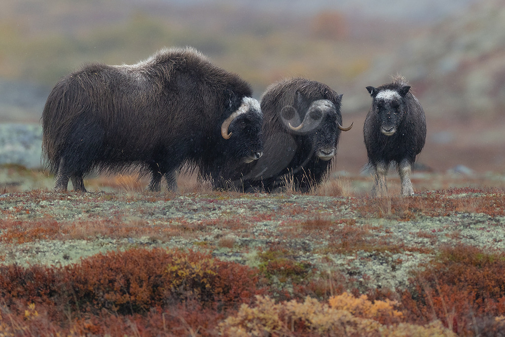 R5M26577_20260920 | Dieses Bild zeigt eine kleine Gruppe von Moschusochsen (Ovibos moschatus) in einer kargen, herbstlichen Tundralandschaft, wahrscheinlich in Norwegen. Zwei ausgewachsene Tiere, erkennbar an ihren massiven Körpern und den charakteristischen, gebogenen Hörnern, stehen nebeneinander, während ein kleineres Jungtier rechts von ihnen direkt in die Kamera blickt. Die Tiere sind für ihr extrem dichtes, langes Fell bekannt, das sie vor den harten arktischen Bedingungen schützt. Ihr Fell erscheint dunkelgrau bis schwarz, mit helleren Partien im Gesicht. Die Landschaft ist von niedriger Vegetation in Brauntönen, Grün und Beige geprägt, was auf die Herbstzeit hindeutet. Moschusochsen leben in Herden und sind Pflanzenfresser, die sich von Gräsern, Moosen und Flechten ernähren. Sie sind perfekt an das Leben in der Kälte angepasst und bewegen sich langsam und bedächtig durch ihr Habitat. Die Szene vermittelt einen Eindruck von der Robustheit und Anpassungsfähigkeit dieser beeindruckenden arktischen Säugetiere. - Realisiert mit Pictrs.com