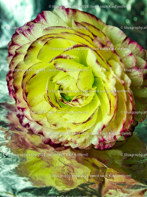 titusgraphy_P5066628-vz-ln | titusgraphy-shop: Geschenkideen mit Qualitätsfotos. titusgraphy-shop: gift ideas with quality photos. titusgraphy-shop: idées cadeaux avec photos de qualité.  - Realisiert mit Pictrs.com