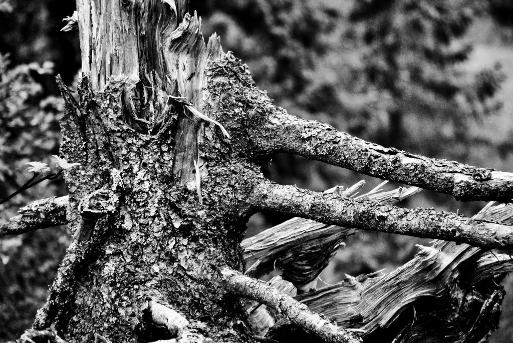 Natur (13) | Tierfotografie / Haustierfotografie - Realisiert mit Pictrs.com