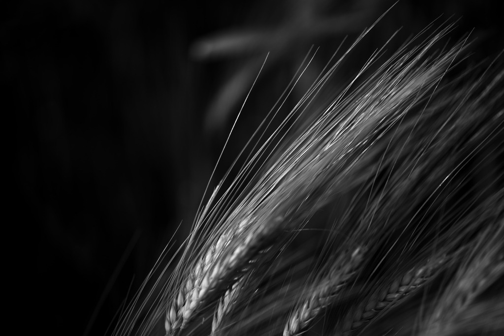 Gerste | Makroaufnahme mit Nikon ZF, AF-S Micro Nikkor 105mm f2.8