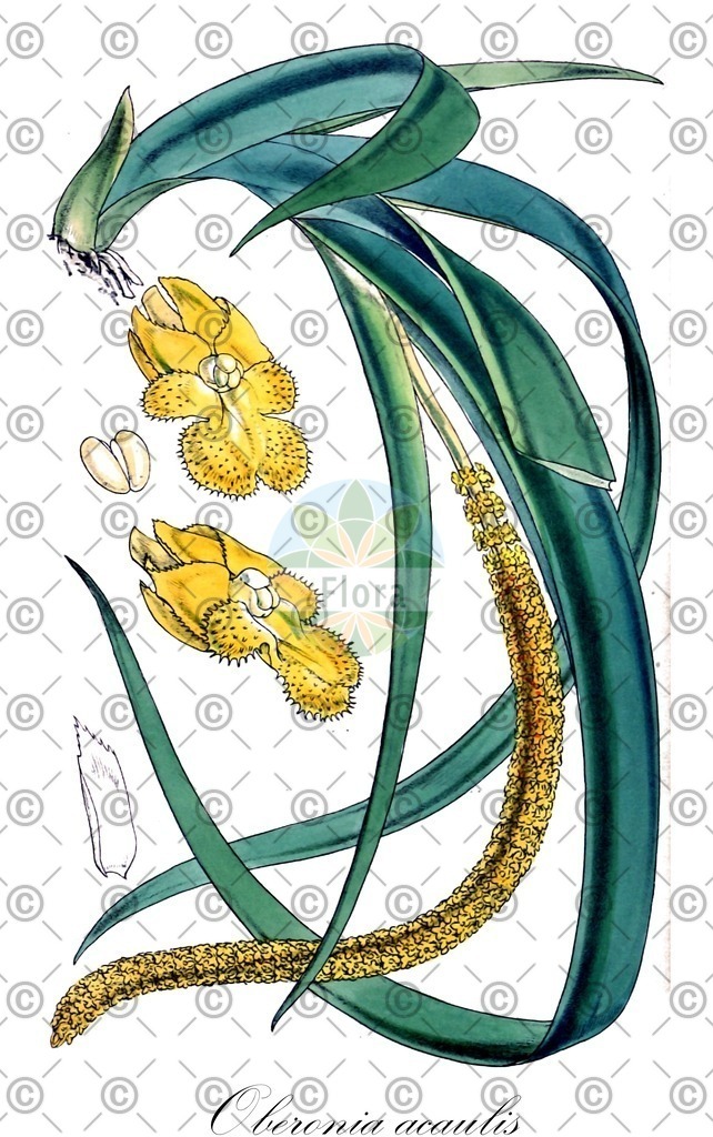 HistAbb_wfo-0001143600_1_ENZY_Simple | Historische Abbildung von Oberonia acaulis - Orchidaceae | Historical Illustration of Oberonia acaulis - Orchidaceae