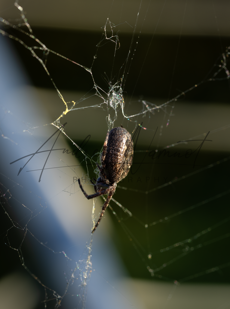 Spinne | Spiinne im Netz - Realisiert mit Pictrs.com