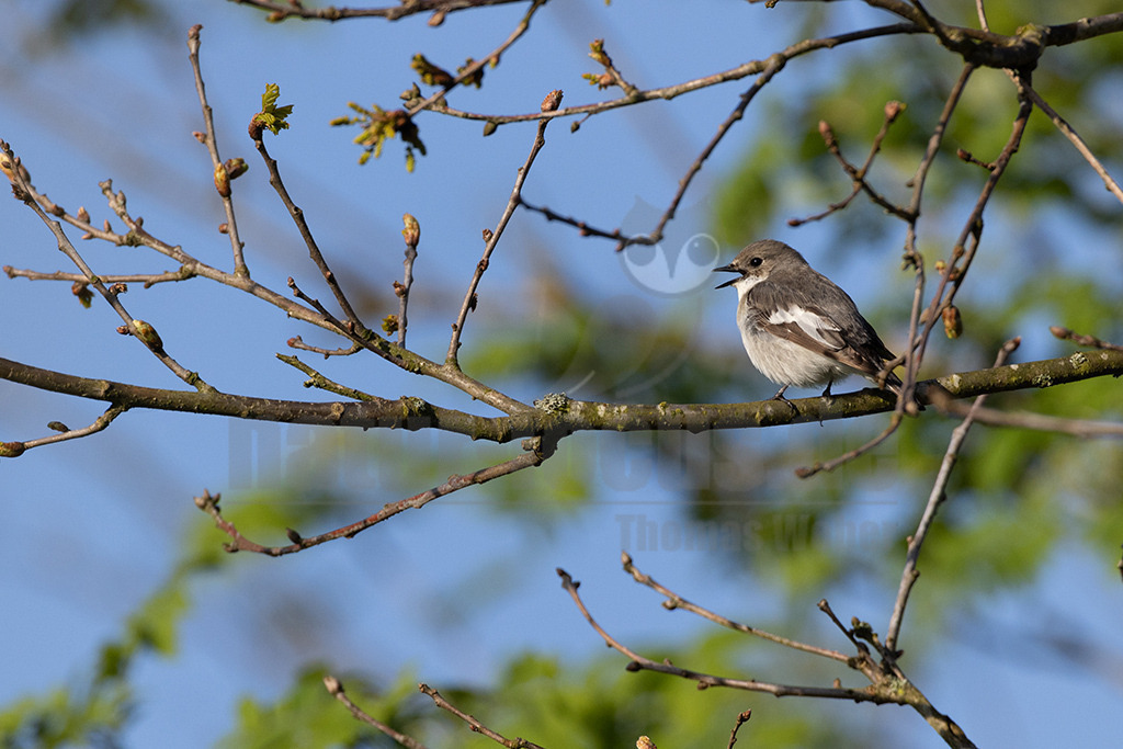 R5NF1386-20230518 | Der Trauerschnäpper ist in ganz Deutschland verbreitet und gern in Wäldern und baumreichen Gegenden unterwegs. Dem ruffreudigen und auffällig gezeichneten kleinen Vogel werden Sie bestimmt schon einmal begegnet sein. Mit dem ähnlichen Halsbandschnäpper geht er im Überschneidungsgebiet auch gerne Mischehen ein. - Realisiert mit Pictrs.com