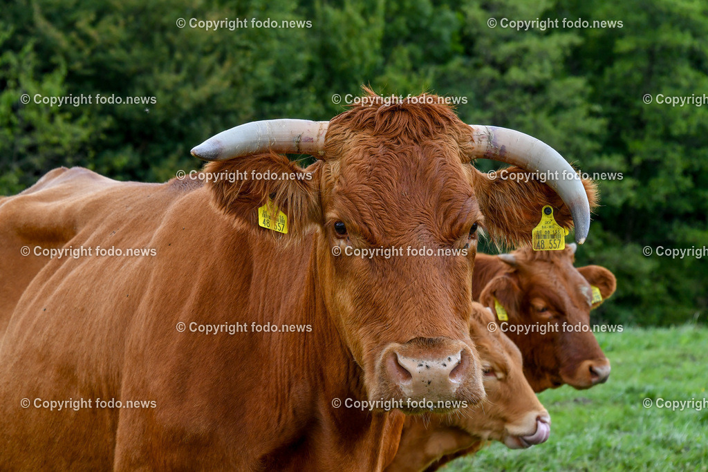 Deutschland_ Baden-Wuerttemberg_ Weilheim an der Teck_ 13.09.2025-4 | 13.09.2025, Deutschland, GER, Baden-Wuerttemberg, Weilheim an der Teck am Fuße der Schwaebischen Alb, im Bild Themenbild, Kuh, Kuehe, Rind, Rinder, Hoerner, Weide, Wiese, Landwirtschaft, Tier, Natur, gruene Wiese, Bauernhof, Ohrmarken, Tierhaltung, Landleben, Sommer, Landschaft, Landwirtschaftsbetrieb, Feature, Symbolbild