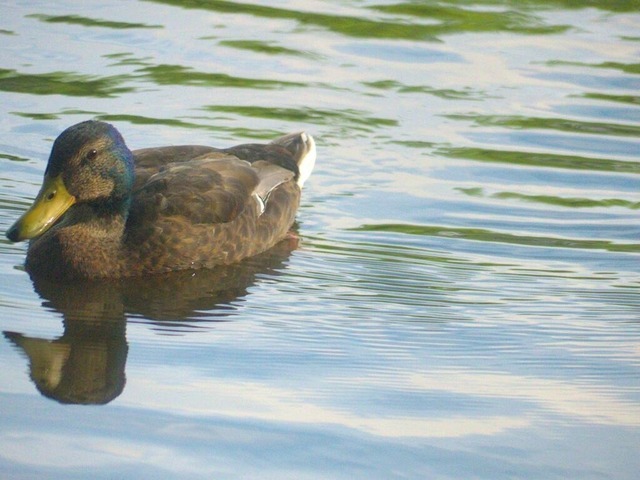 Stockentenweibchen auf Großem Teich in Kauern bei Gera | Verkauf von Fotos und  Videoclips zumThema Natur.Motive sind Pflanzen, Tiere, Landschaftenund Wetter