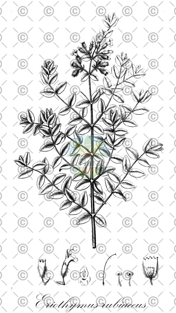 HistAbb_wfo-0000676209_2_ENZY_Simple | Historische Abbildung von Eriothymus rubiaceus - Lamiaceae | Historical Illustration of Eriothymus rubiaceus - Lamiaceae