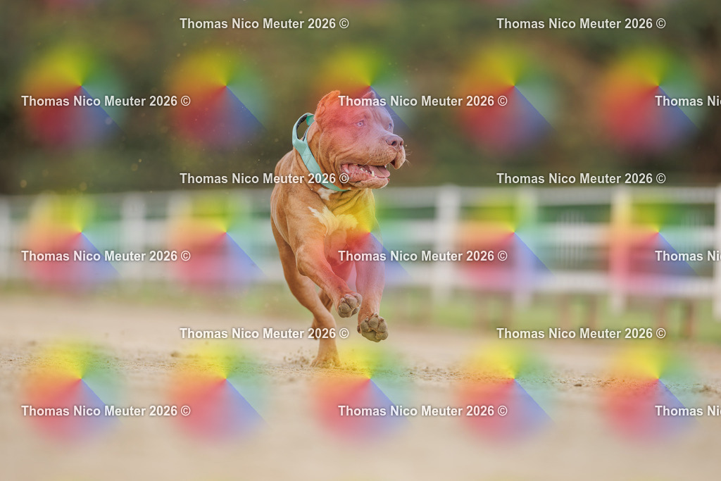 Thomas_Nico_Meuter(C)_03. Oktober 2026_223A9378 | Bild von Thomas Nico Meuter - Realisiert mit Pictrs.com
