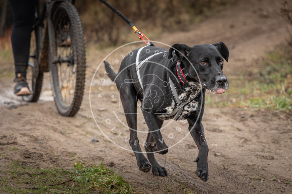 0L8A8887 | Hundefotografie, Tierfotograf, Pfotenfotografie, Fotoshooting Hund, Hunde Portrait, Hundesport, Hundeportraits, Heideshooting, Hunde, Sportfotograf, Hundefotograf, Turnierhundsport, THS,  - Realisiert mit Pictrs.com
