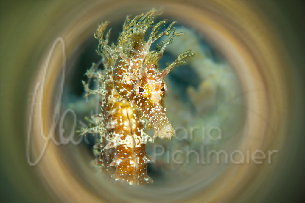 Hippocampus guttulatus | "Tommy" DE: Langschnäuziges SeepferdchenEN: Long-snouted seahorseES: Caballito de mar moteadoFR: Hippocampe moucheté - Realisiert mit Pictrs.com