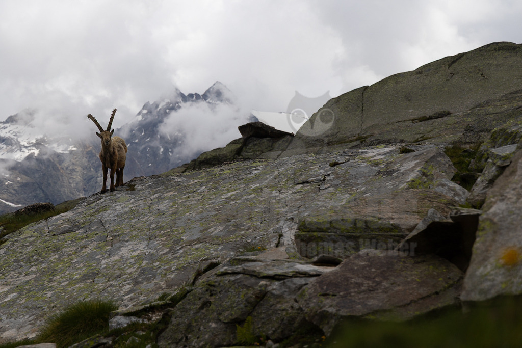 _5NF2210_20250713 | Ein majestätischer Alpensteinbock (Capra ibex) mit imposanten Hörnern steht auf einem felsigen Vorsprung im Hochgebirge. Sein braunes Fell hebt sich von den grauen, moosbewachsenen Felsen ab. Im Hintergrund erheben sich schneebedeckte Gipfel, die teilweise von dichten Wolken verhüllt sind, was der Szene eine dramatische und wilde Atmosphäre verleiht. Das Tier blickt direkt in die Kamera, seine Haltung ist aufmerksam und wachsam. Es sind keine weiteren Tiere oder direkten Interaktionen mit anderen Lebewesen zu sehen; die Interaktion beschränkt sich auf die Präsenz des Tieres in seiner natürlichen, alpinen Umgebung. - Realisiert mit Pictrs.com