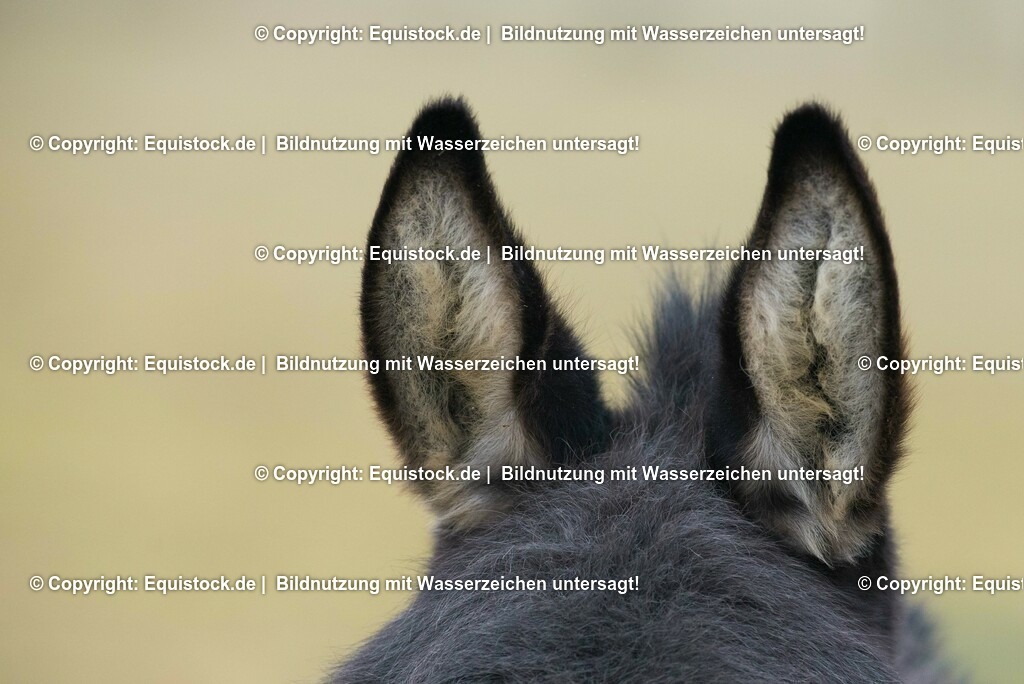 20150217_Esel_0013 | equistock