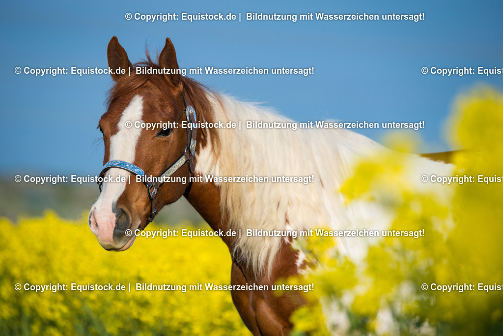 20160419_Painthorse_im_Rapsfeld_0001 | equistock