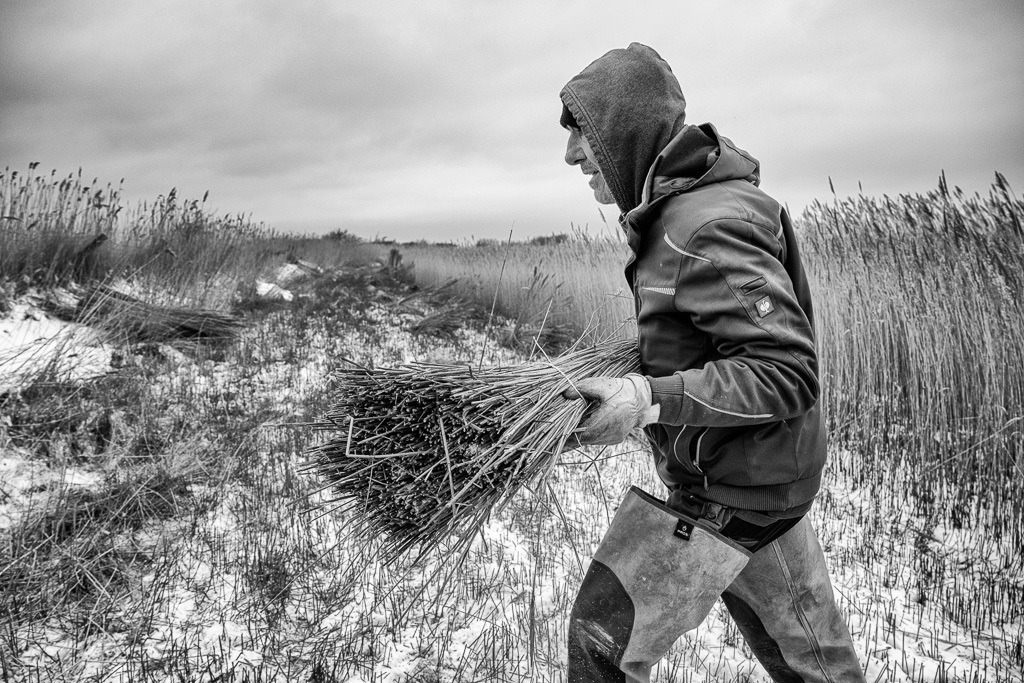 Reeternte auf Sylt © Holger Rüdel | Der Online-Shop von Holger Rüdel. Ausgewählte Fotografien als FineArt-Prints bestellen: Bildreportagen, Landschaften, Wildlife, Infrarot-Motive in Schwarzweiß und Zeitgeschichte im Bild. - Realisiert mit Pictrs.com