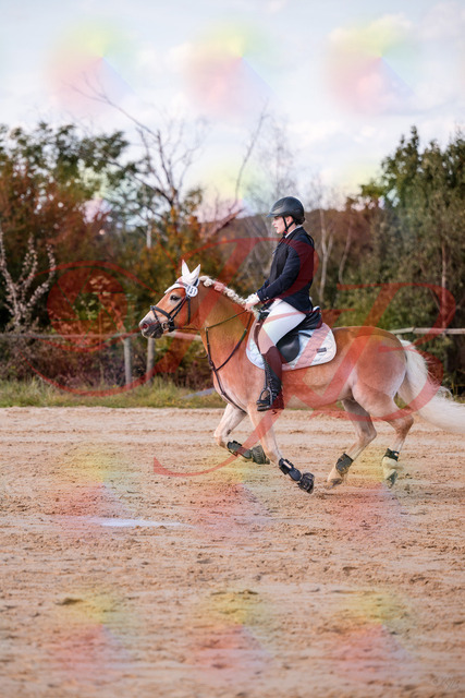 2026_10_03_Siefer-Hof_145514_Z81_35575634 | Professionelle Reitsport-, Turnier- und Eventfotografie von Robert Broda. Galerien mit ausgewählten und bearbeiteten Bildern direkt online ansehen und bestellen.