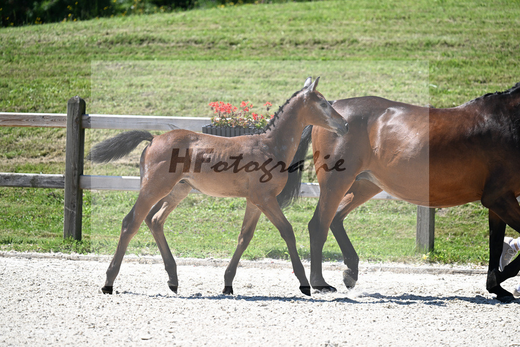 Kat-Nr. 20 Cashmoaker x Ciacomo_HF_Reissler_24250497 | hf-fotografie - Realisiert mit Pictrs.com