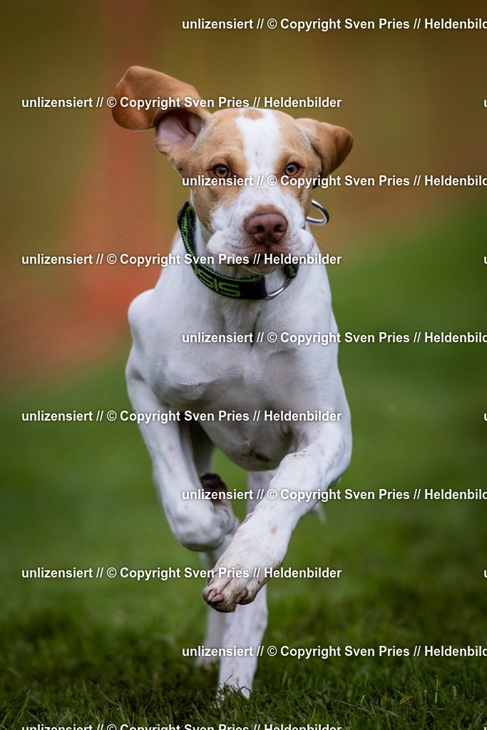 Sven Pries | 2024-04-21 - Hunderennen Baden-Oos
Foto: Sven Pries - Realisiert mit Pictrs.com