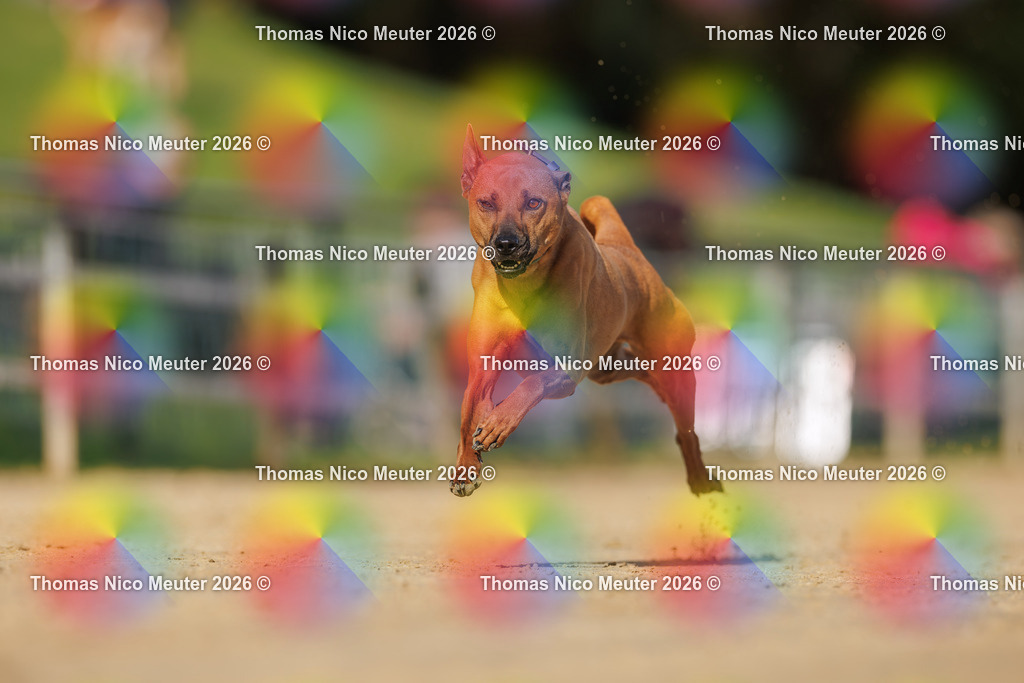 Thomas_Nico_Meuter(C)_03. Oktober 2026_223A3855 | Bild von Thomas Nico Meuter - Realisiert mit Pictrs.com