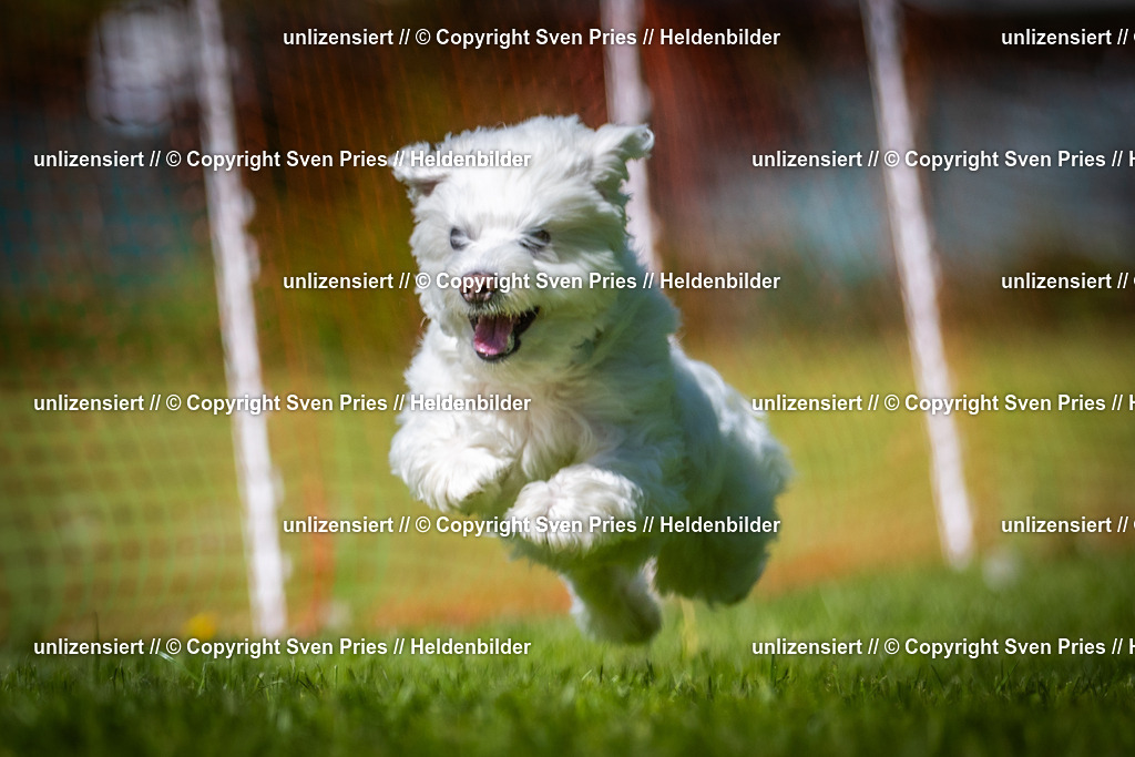 Hunderennen_April_2026_712 | 2026-04-26 - Hunderennen Baden-Oos April 2026 - Realisiert mit Pictrs.com