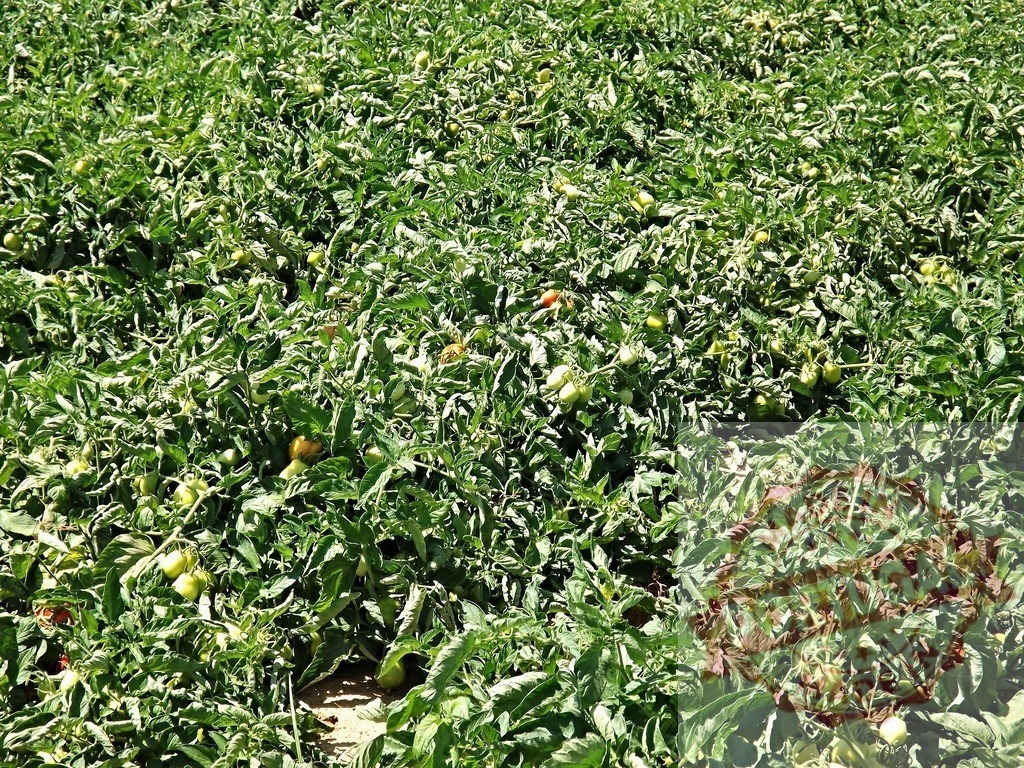 Industrial tomato field growing tomatoes for sauce or processing | Large tomato field growing tomatoes for sauce or processing, showing unripe and ripe tomatoes - Realisiert mit Pictrs.com