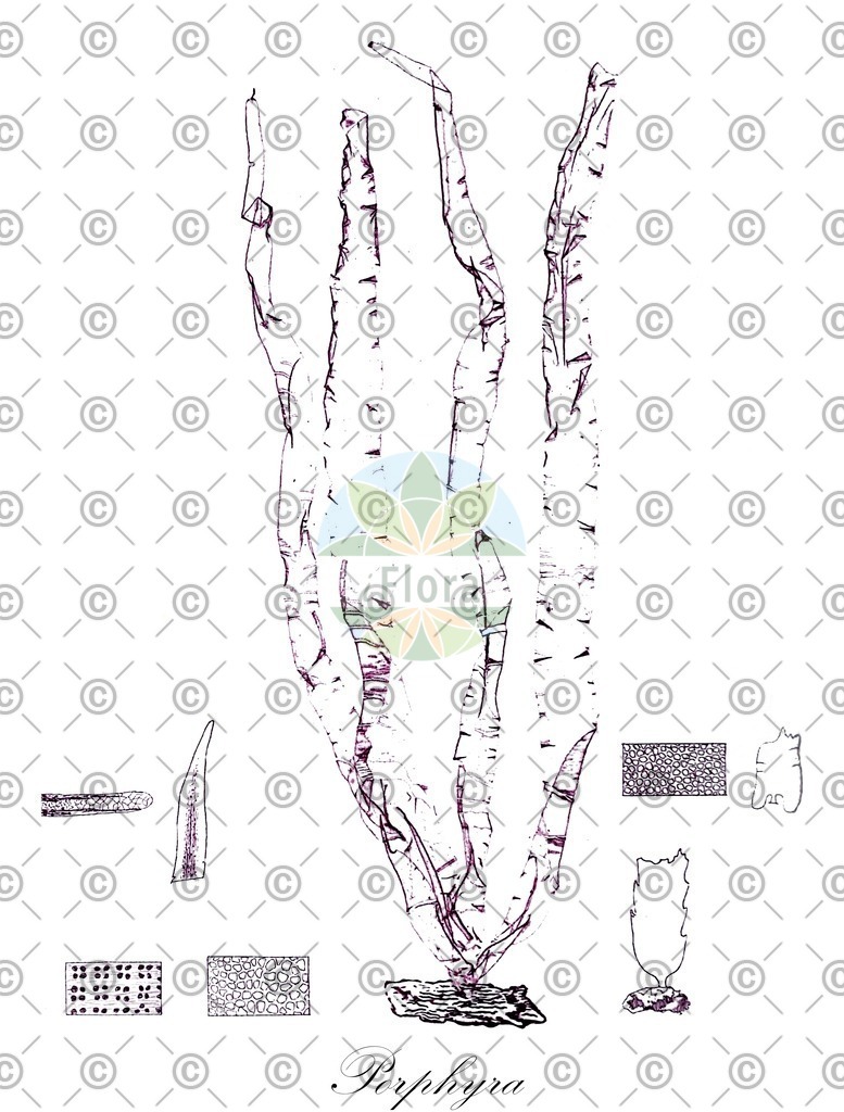 HistAbb_wfo-0000281044_1_ENZY_Simple | Historische Abbildung von Porphyra - Bangiaceae (0) | Historical Illustration of Porphyra - Bangiaceae (0)