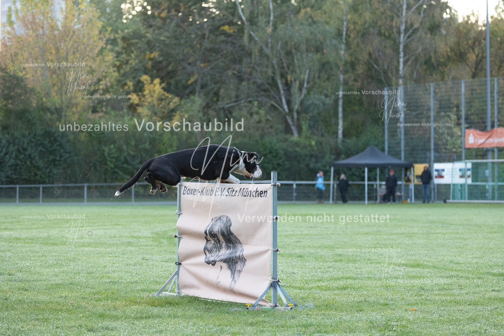 _16A5738 | Einzigartige Fotos von Hunden & Menschen –Actionfotos, Portraits, Vereinsaufnahmen & Paarshootings – authentisch, lebendig & mit Herz.